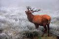 BEST OF NATURE - Red Deer in the Fog - VAN ECHELPOEL RENE - belgium